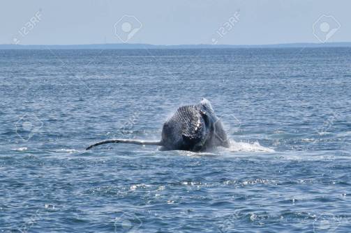 91497460-humpback-whale-breaching-the-surface